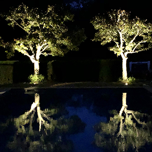 tree lighting